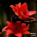 西安植物园-牡丹芍药园 - 西安市旅游 缩略图 3