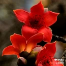 西安植物园-牡丹芍药园 - 西安市旅游 缩略图 1
