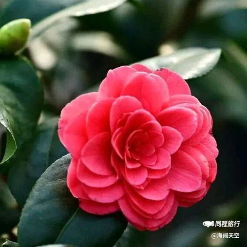 西安植物园-牡丹芍药园 - 西安市旅游