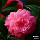西安植物园-牡丹芍药园 - 西安市旅游 缩略图 7