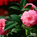 西安植物园-牡丹芍药园 - 西安市旅游 缩略图 2
