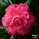 西安植物园-牡丹芍药园 - 西安市旅游 缩略图 3