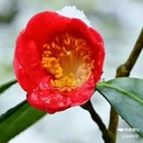 西安植物园-牡丹芍药园 - 西安市旅游 缩略图 4