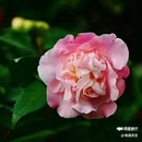 西安植物园-牡丹芍药园 - 西安市旅游 缩略图 8