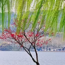 西湖风景名胜区 - 杭州市旅游 缩略图 3
