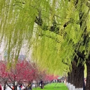 西湖风景名胜区 - 杭州市旅游 缩略图 2