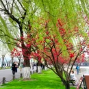 西湖风景名胜区 - 杭州市旅游 缩略图 8