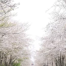 蜀冈瘦西湖风景名胜区 - 扬州市旅游 缩略图 6