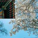万寿寺 - 北京市旅游 缩略图 4