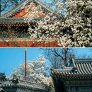 万寿寺 - 北京市旅游 缩略图 2