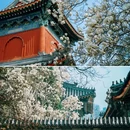 万寿寺 - 北京市旅游 缩略图 6