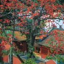 沙面岛 - 广州市旅游 缩略图 5