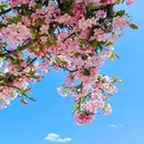 三色云河泸沽湖店 - 丽江市旅游 缩略图 3