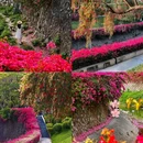广东树木公园 - 广州市旅游 缩略图 6