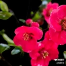西安幸福林带 - 西安市旅游 缩略图 6