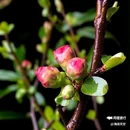 西安幸福林带 - 西安市旅游 缩略图 7