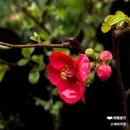 西安幸福林带 - 西安市旅游 缩略图 9
