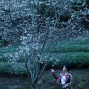 武夷山风景名胜区 - 南平市旅游 缩略图 6