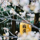 西溪国家湿地公园 - 杭州市旅游 缩略图 1