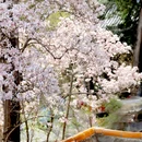 潭柘寺景区 - 北京市旅游 缩略图 3