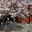 潭柘寺景区 - 北京市旅游 缩略图 4