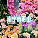 青秀山风景区 - 南宁市旅游 缩略图 1