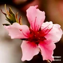 西安植物园桃花园 - 西安市旅游 缩略图 3