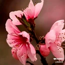 西安植物园桃花园 - 西安市旅游 缩略图 4