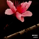 西安植物园桃花园 - 西安市旅游 缩略图 5