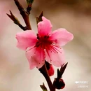 西安植物园桃花园 - 西安市旅游 缩略图 6