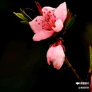 西安植物园桃花园 - 西安市旅游 缩略图 7