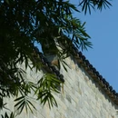 武夷山风景名胜区 - 南平市旅游 缩略图 7