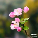 西安植物园-牡丹芍药园 - 西安市旅游 缩略图 3