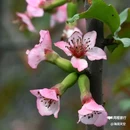 西安植物园-牡丹芍药园 - 西安市旅游 缩略图 1