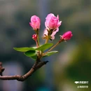西安植物园-牡丹芍药园 - 西安市旅游 缩略图 5