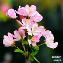 西安植物园-牡丹芍药园 - 西安市旅游 缩略图 4