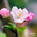 西安植物园-牡丹芍药园 - 西安市旅游 缩略图 7