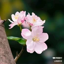 西安植物园-牡丹芍药园 - 西安市旅游 缩略图 9