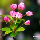 西安植物园-牡丹芍药园 - 西安市旅游 缩略图 8