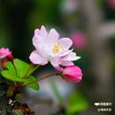 西安植物园-牡丹芍药园 - 西安市旅游 缩略图 6