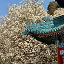 中山公园 - 北京市旅游 缩略图 4