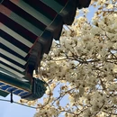 中山公园 - 北京市旅游 缩略图 6