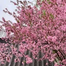 莫愁湖公园 - 南京市旅游 缩略图 5