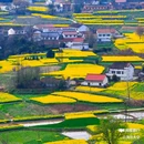 陈村油菜花 - 汉中市旅游 缩略图 3
