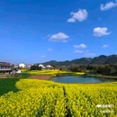 陈村油菜花 - 汉中市旅游 缩略图 4