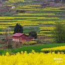 陈村油菜花 - 汉中市旅游 缩略图 2