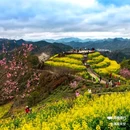 陈村油菜花 - 汉中市旅游 缩略图 7