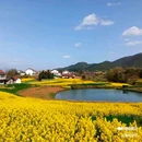 陈村油菜花 - 汉中市旅游 缩略图 9