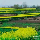 陈村油菜花 - 汉中市旅游 缩略图 6