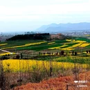 陈村油菜花 - 汉中市旅游 缩略图 5